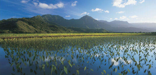 Hanalei Taro Fields