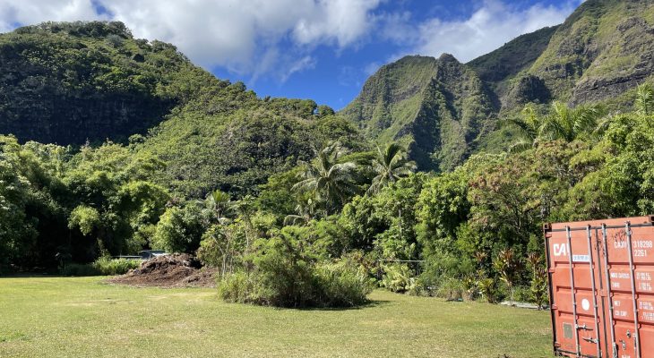 Jungle next to the Dry Cave