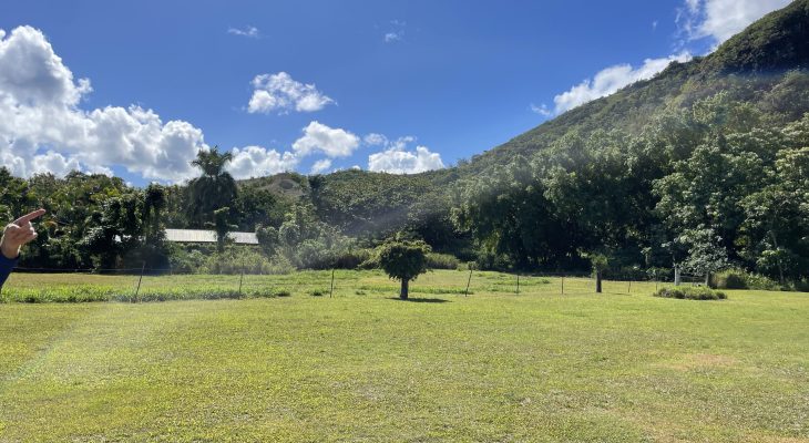Jungle next to the Dry Cave