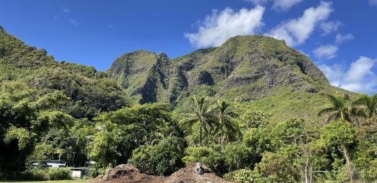 Jungle next to the Dry Cave