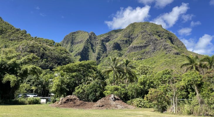 Jungle next to the Dry Cave