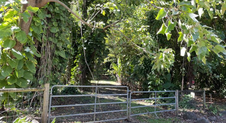 Jungle next to the Dry Cave