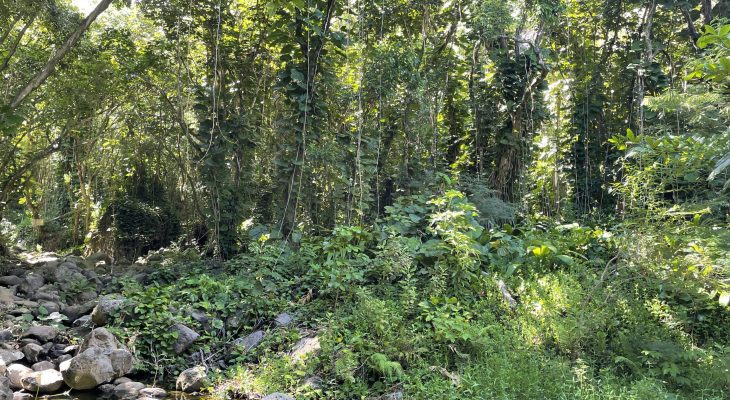 Jungle next to the Dry Cave