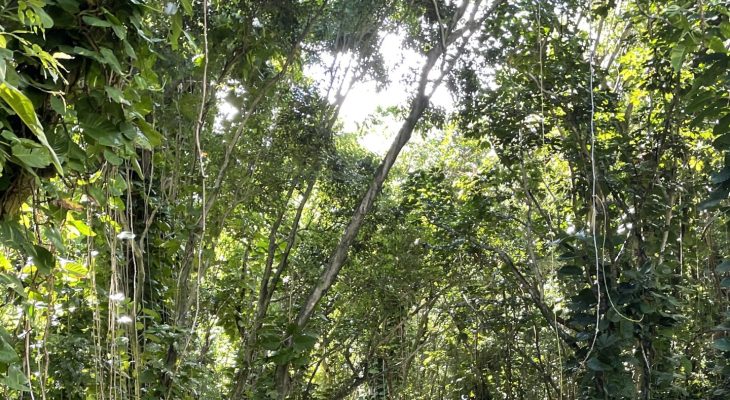 Jungle next to the Dry Cave