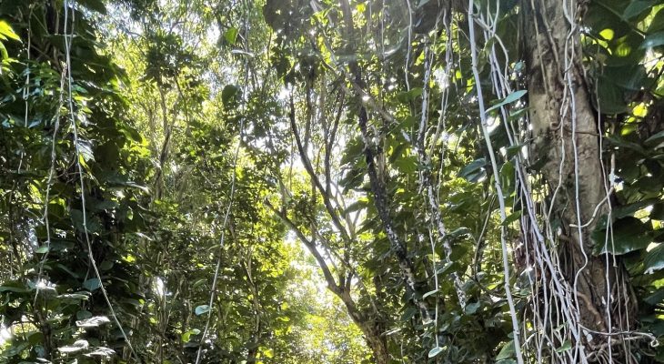 Jungle next to the Dry Cave