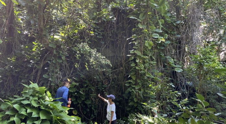 Jungle next to the Dry Cave