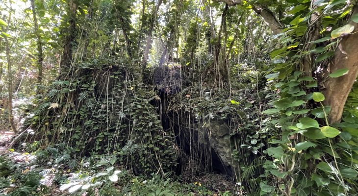 Jungle next to the Dry Cave