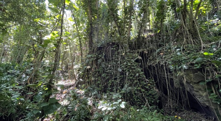 Jungle next to the Dry Cave