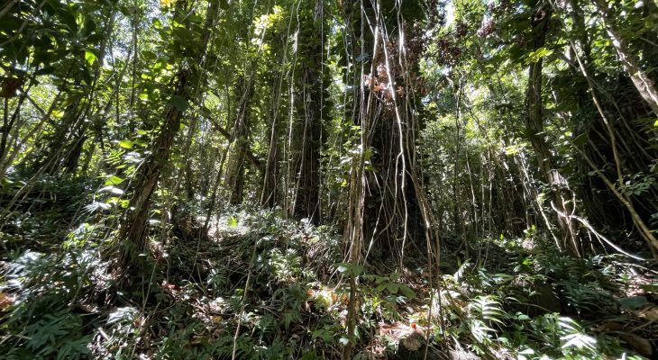 Jungle next to the Dry Cave