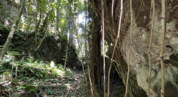 Jungle next to the Dry Cave