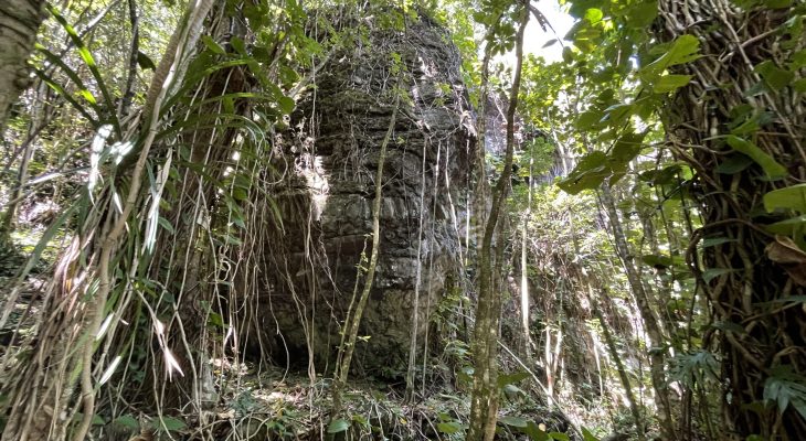 Jungle next to the Dry Cave
