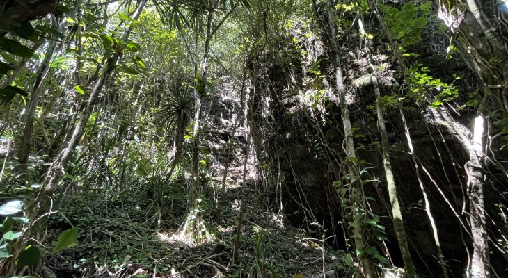 Jungle next to the Dry Cave