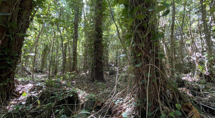 Jungle next to the Dry Cave