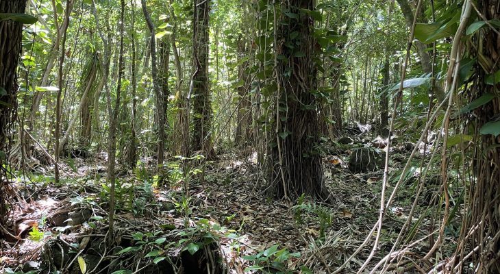 Jungle next to the Dry Cave