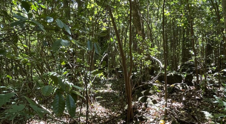 Jungle next to the Dry Cave