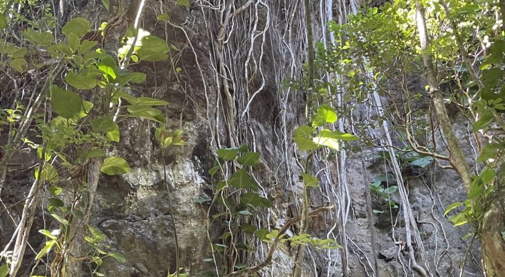 Jungle next to the Dry Cave