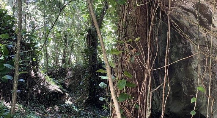 Jungle next to the Dry Cave